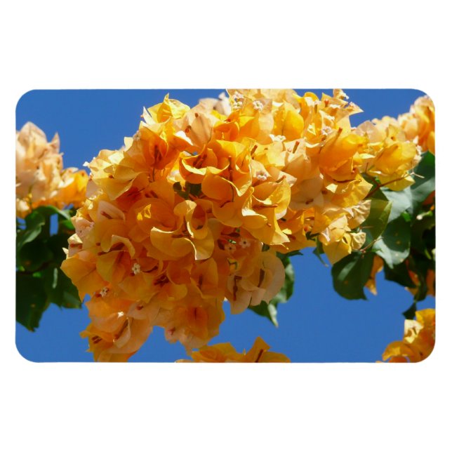 Magnet Flexible Grappe de Fleur Tropicale de Bougainvillée Dorée (Horizontal)