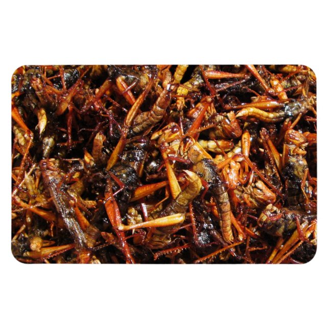 Magnet Flexible Grasshopper frit (Takkataen Thot) Alimentation asi (Horizontal)