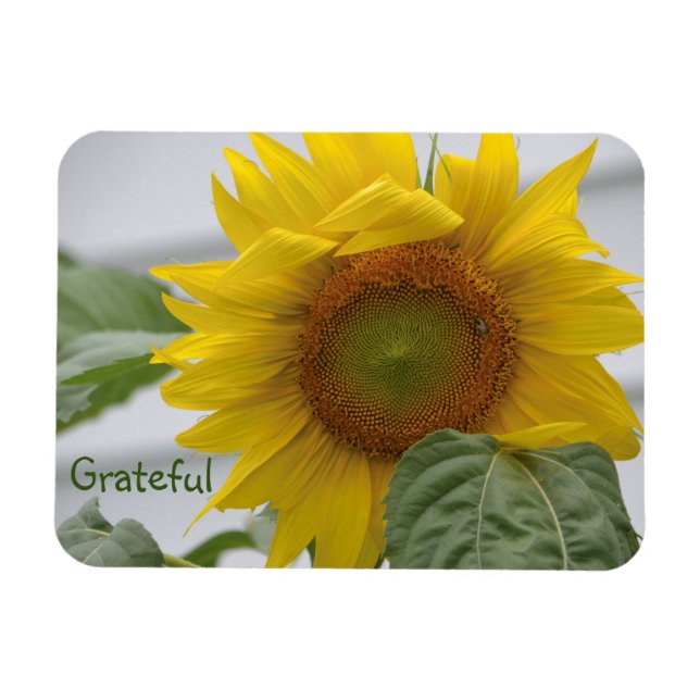 Magnet Flexible Gratitude des tournesols (Horizontal)