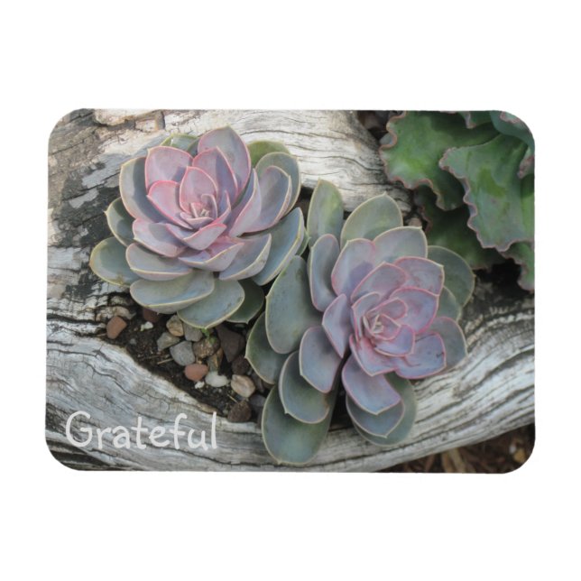 Magnet Flexible Gratitude Succulente (Horizontal)