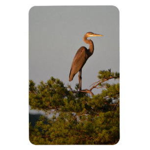 Magnet Flexible Great Blue Heron Bird Nature Faune Photographie
