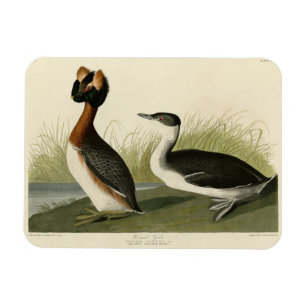 Magnet Flexible Grebe cornée des oiseaux d'Amérique de John Audubo