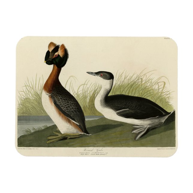 Magnet Flexible Grebe cornée des oiseaux d'Amérique de John Audubo (Horizontal)