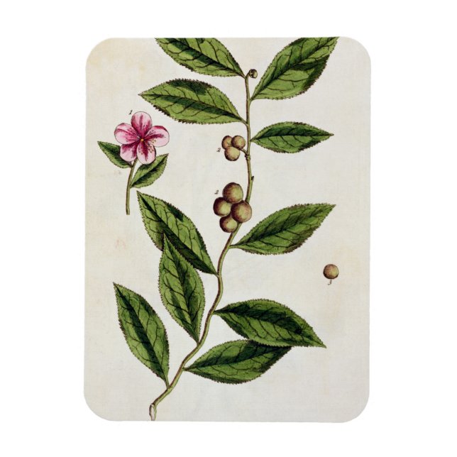Magnet Flexible Green Tea, plate 351 from 'A Curious Herbal', publ (Vertical)