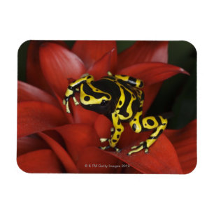 Magnet Flexible Grenouille à bandes orange Dendrobates leucomelas