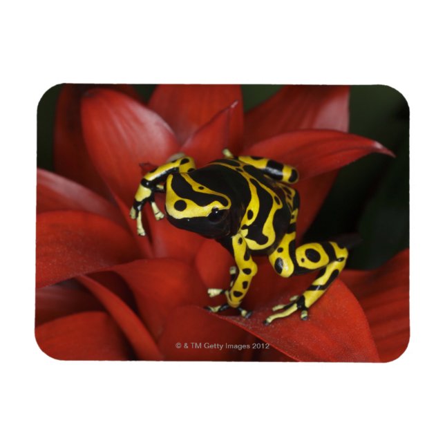 Magnet Flexible Grenouille à bandes orange Dendrobates leucomelas (Horizontal)
