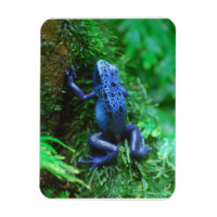Grenouille à flèches de poison bleu