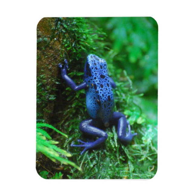 Magnet Flexible Grenouille à flèches de poison bleu (Vertical)