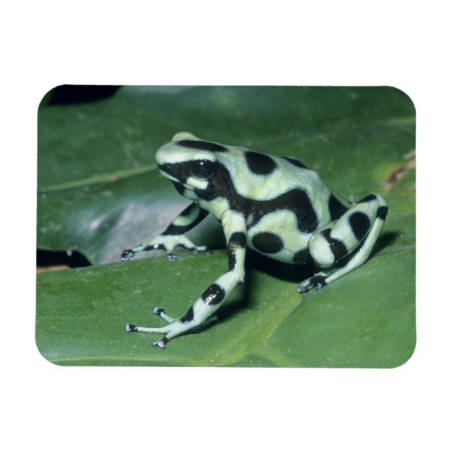Magnet Flexible Grenouille à flèches empoisonnées, (Dendrobates au (Horizontal)