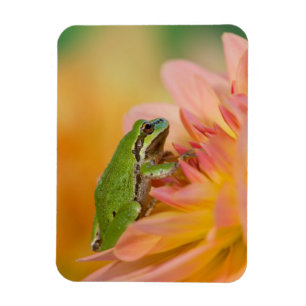 Magnet Flexible Grenouille arboricole du Pacifique sur des fleurs