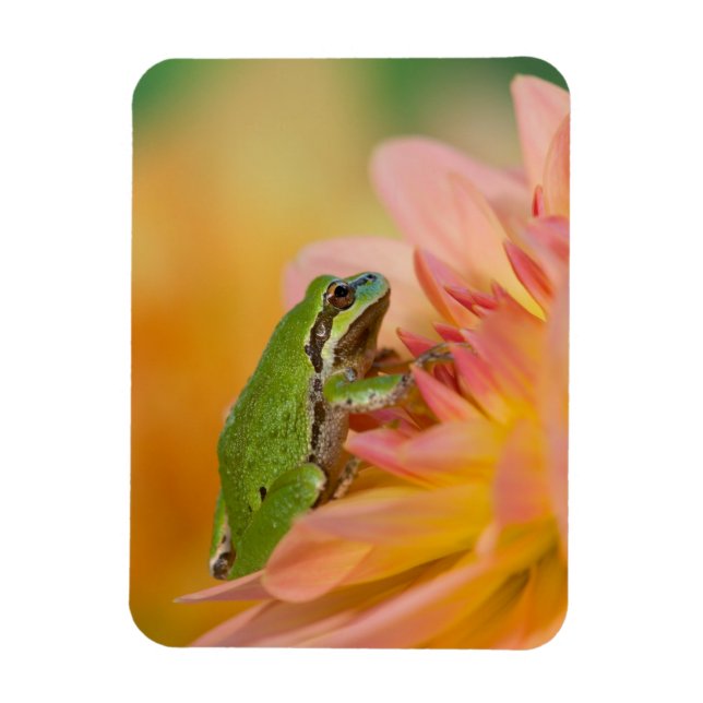 Magnet Flexible Grenouille arboricole du Pacifique sur des fleurs  (Vertical)