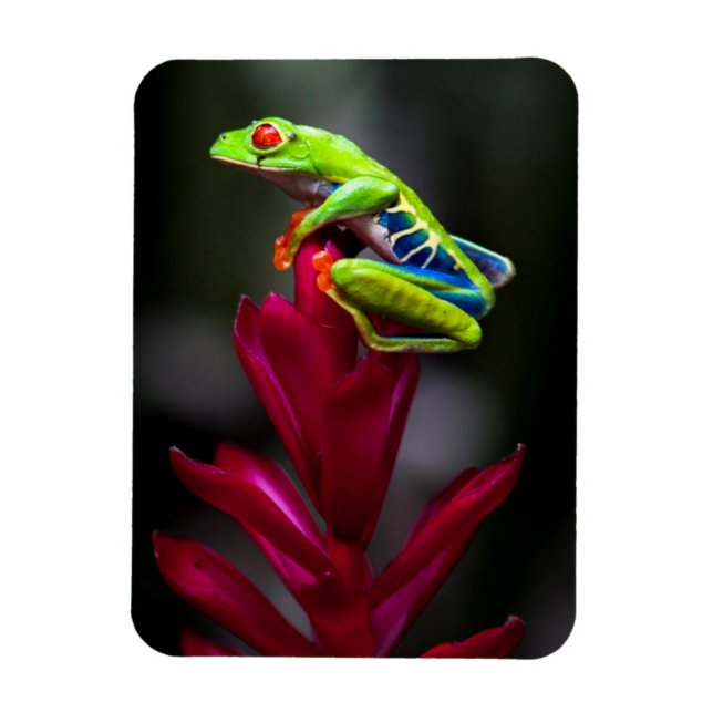 Magnet Flexible Grenouille aux yeux rouges (Vertical)
