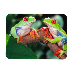 Magnet Flexible Grenouille aux yeux rouges, Agalychinis callidryas