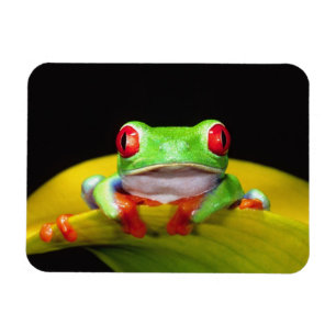 Magnet Flexible Grenouille aux yeux rouges, Agalychinis callidryas
