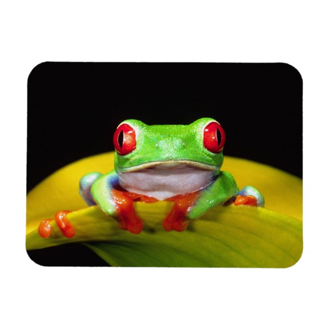 Magnet Flexible Grenouille aux yeux rouges, Agalychinis callidryas (Horizontal)
