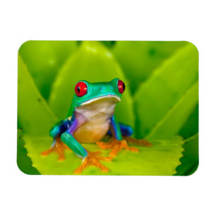 Magnet Flexible Grenouille aux yeux rouges, Costa Rica