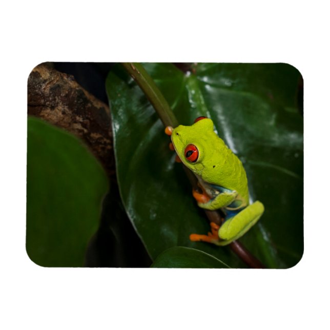 Magnet Flexible Grenouille aux yeux rouges sur la tige (Horizontal)