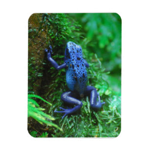Magnet Flexible Grenouille bleue de flèche de poison