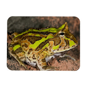 Magnet Flexible Grenouille corne brésilienne, Ceratophrys cornuta,