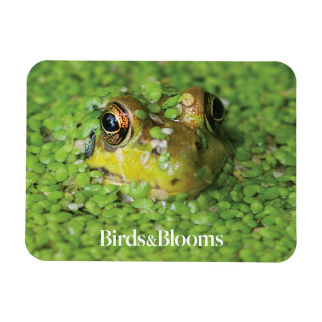 Magnet Flexible Grenouille dans les algues vertes (Horizontal)