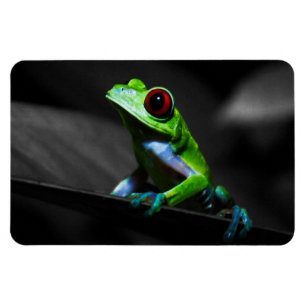 Magnet Flexible Grenouille d'arbre observée par rouge III