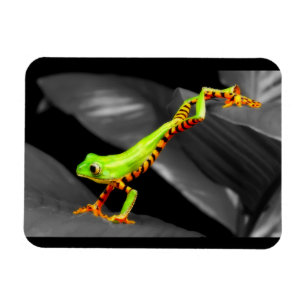 Magnet Flexible Grenouille d'arbre sautante