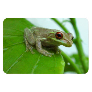 Magnet Flexible Grenouille d'arbre sur l'aimant de Flexi de