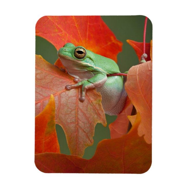 Magnet Flexible Grenouille D'Arbre Vert À L'Automne (Vertical)
