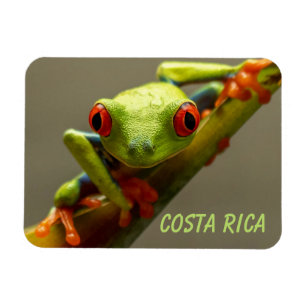 Magnet Flexible Grenouille d'arbre vous regardez au Costa Rica