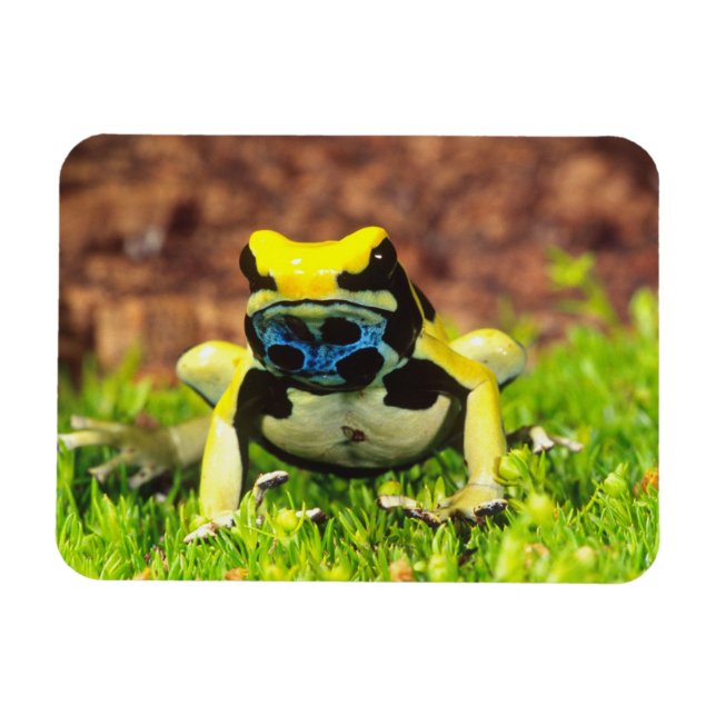 Magnet Flexible Grenouille empoisonnée, Dendrobates tinctorius, (Horizontal)