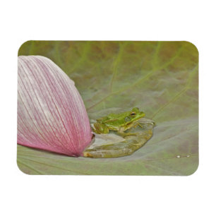 Magnet Flexible Grenouille et pétale de fleur de lotus, Chine,