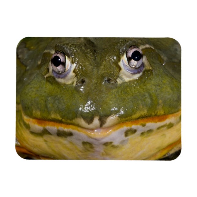 Magnet Flexible Grenouille taureau fouisseuse africaine, Pyxicepha (Horizontal)