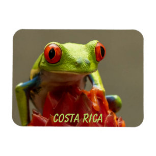 Magnet Flexible Grenouille tropicale aux yeux rouges au Costa Rica