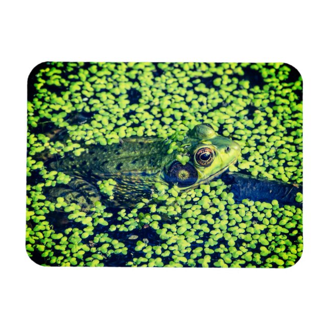 Magnet Flexible Grenouille verte Amphibiens Pond Life (Horizontal)