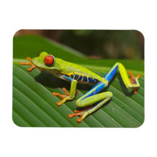 Magnet Flexible Grenouille verte de la jungle