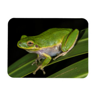 Magnet Flexible Grenouille verte (Hyla cinerea) 2