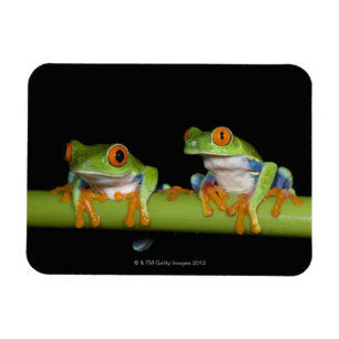 Magnet Flexible Grenouilles d'arbre aux yeux rouges (callidryas