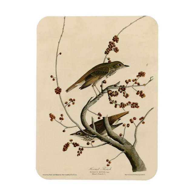 Magnet Flexible Grive d'ermite des oiseaux d'Amérique d'Audubon (Vertical)
