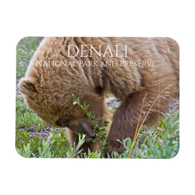 Magnet Flexible Grizzly Bear Foraging, Parc National du Denali (Horizontal)