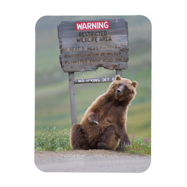 Magnet Flexible Grizzly Bear Plays With Sign (Vertical)