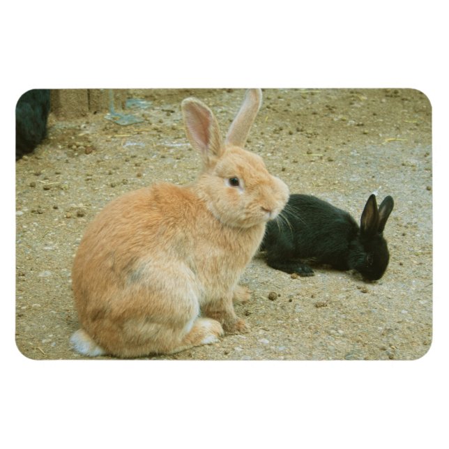 Magnet Flexible Gros Lapin Rouge (Horizontal)