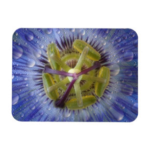 Magnet Flexible Gros plan de fleur de la passion couverte de rosée