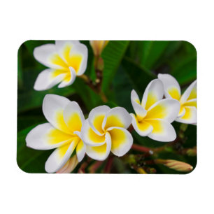 Magnet Flexible Gros plan de fleurs de la Plumeria, Hawaii