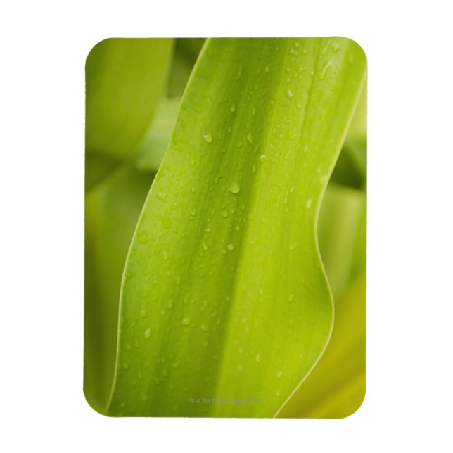 Magnet Flexible Gros plan de la feuille tropicale humide (Vertical)