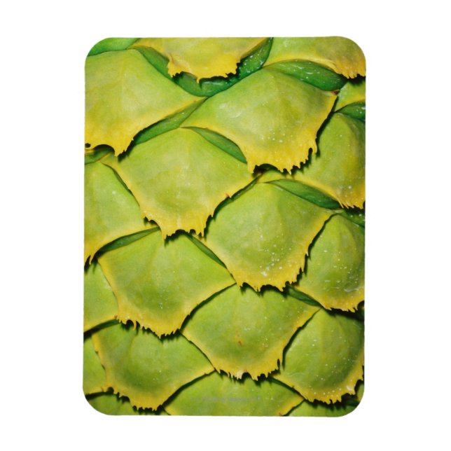 Magnet Flexible Gros plan de la texture et motif de l'arbre tropic (Vertical)