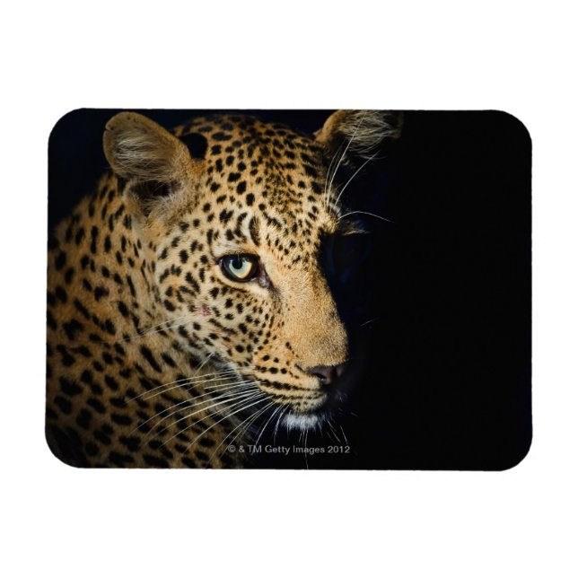 Magnet Flexible Gros plan de Leopard, Grand Kruger National (Horizontal)
