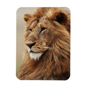Magnet Flexible Gros plan de lion mâle