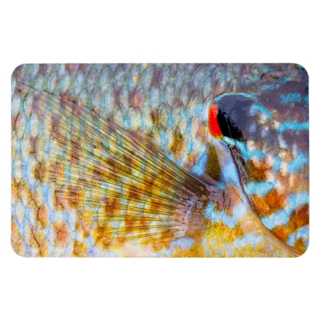 Magnet Flexible Gros Plan D'écailles De Poisson (Horizontal)