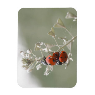 Magnet Flexible Gros plan des bogues en charge sur le plante