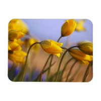 Gros plan des jonquilles